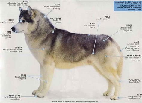 what adaptations are similar to dogs